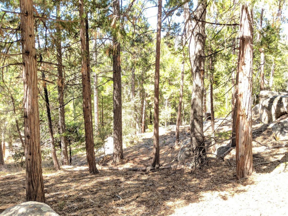 Middle Ridge Idyllwild, CA 92549 - Photo 3 of 11 a view of a yard with trees