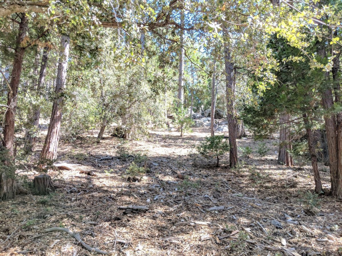 Middle Ridge Idyllwild, CA 92549 - Photo 4 of 11 a view of a forest with trees in the background