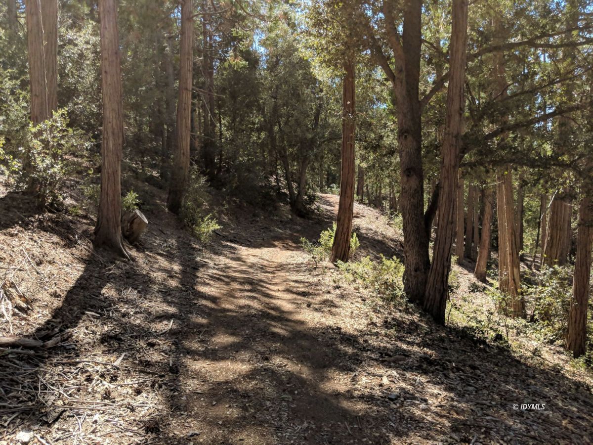 Middle Ridge Idyllwild, CA 92549 - Photo 5 of 11 a view of a forest filled with trees
