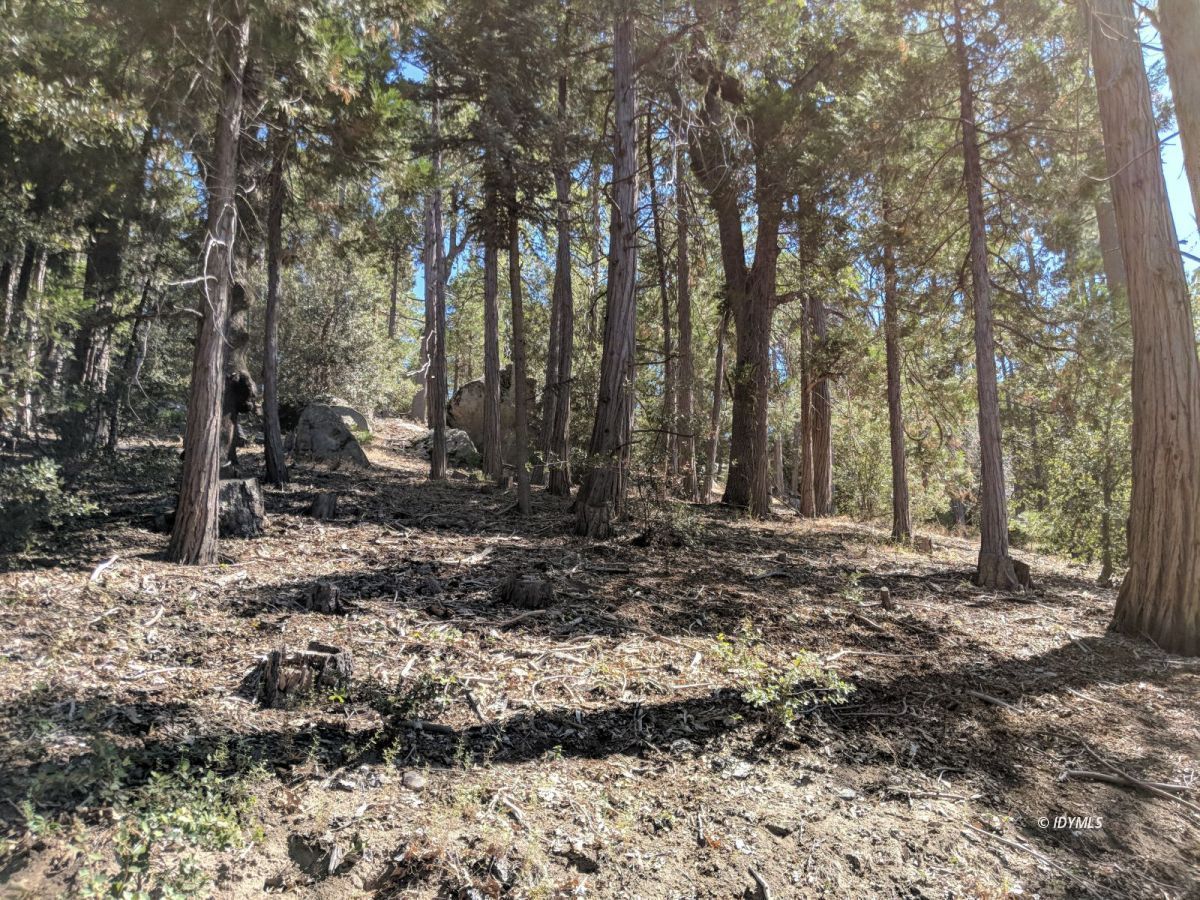 Middle Ridge Idyllwild, CA 92549 - Photo 6 of 11 a view of a backyard with trees