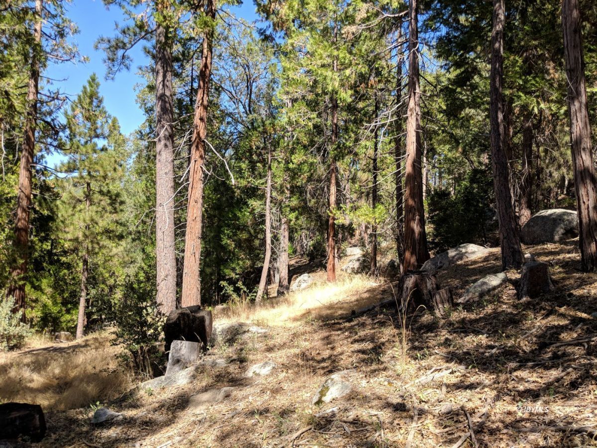 Middle Ridge Idyllwild, CA 92549 - Photo 10 of 11 a view of a yard with trees