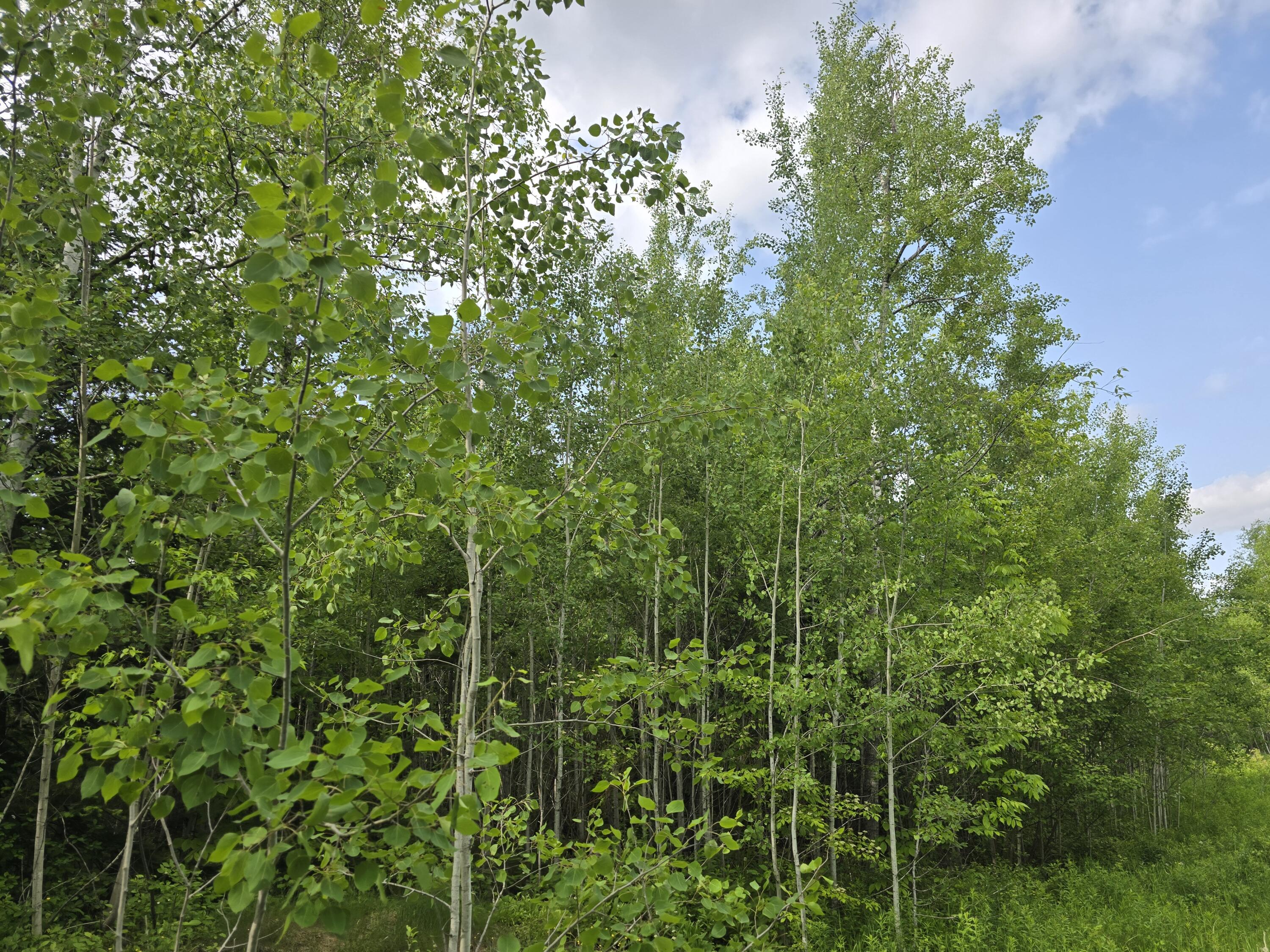 496 Fullerton Road Monticello, ME 04760 - Photo 18 of 30 20250613_155058(1)