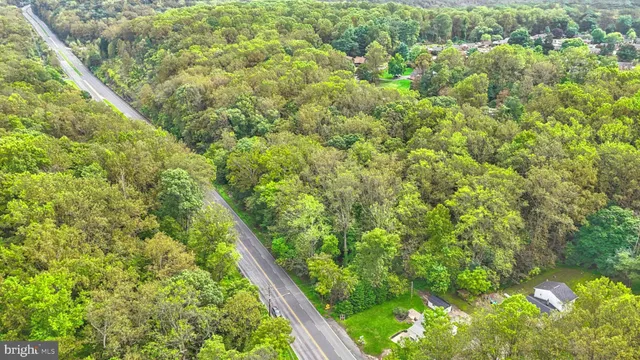 a view of a lush green forest with a tree
