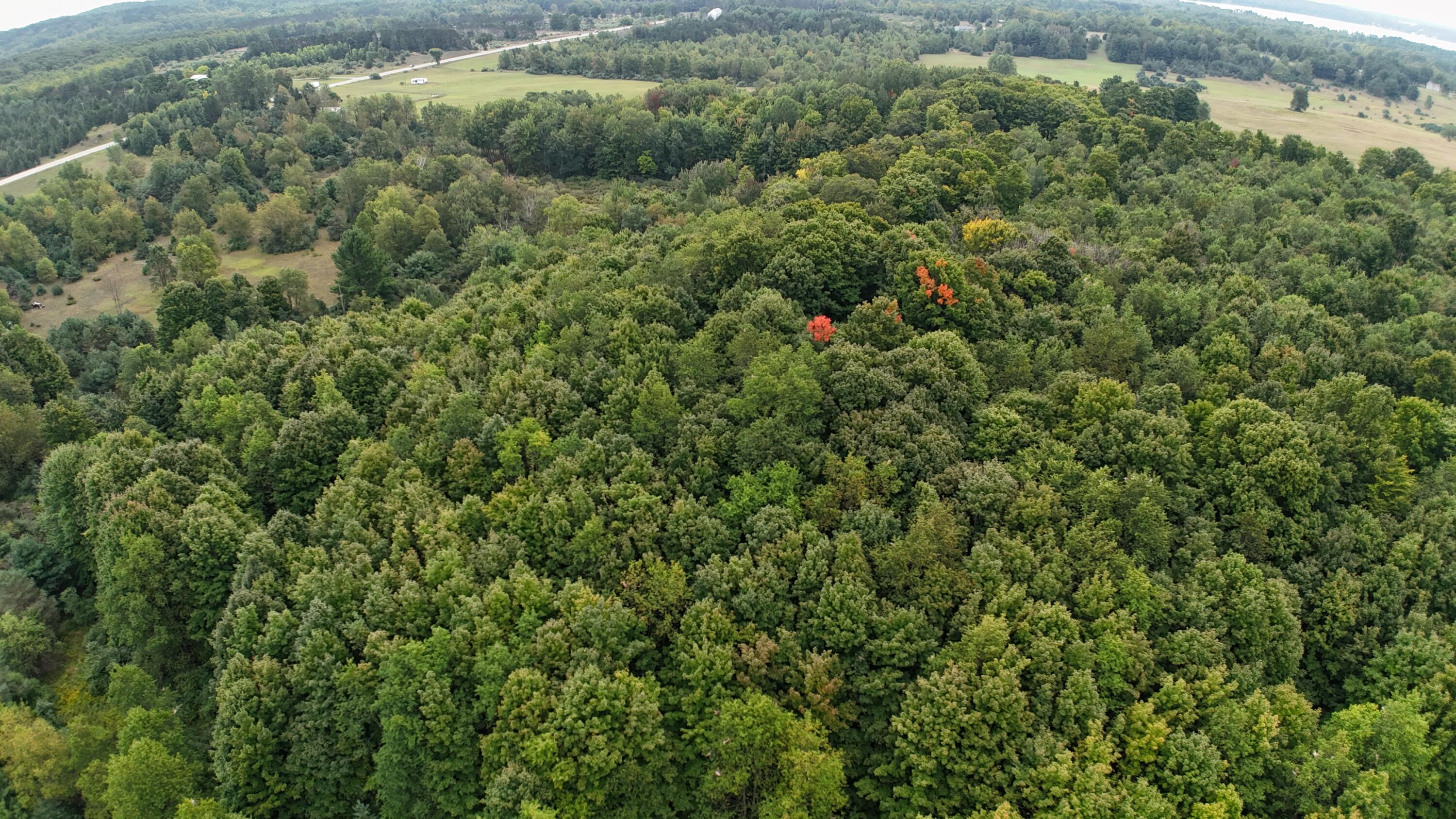 Lumley Road Bear Lake, MI 49614 - Photo 21 of 45 DJI_20250911115513_0065_D