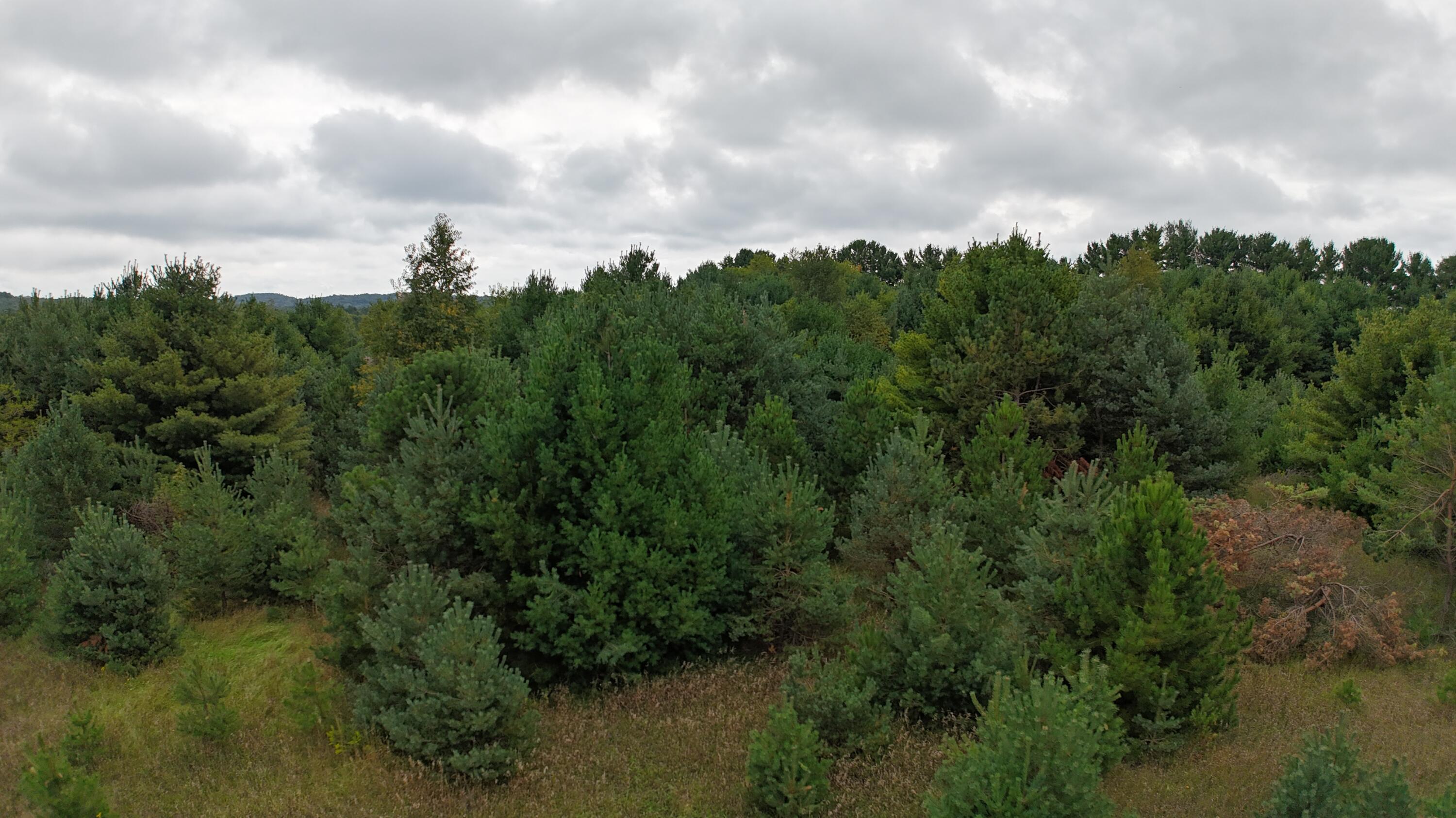 Lumley Road Bear Lake, MI 49614 - Photo 29 of 45 DJI_20250911120159_0085_D