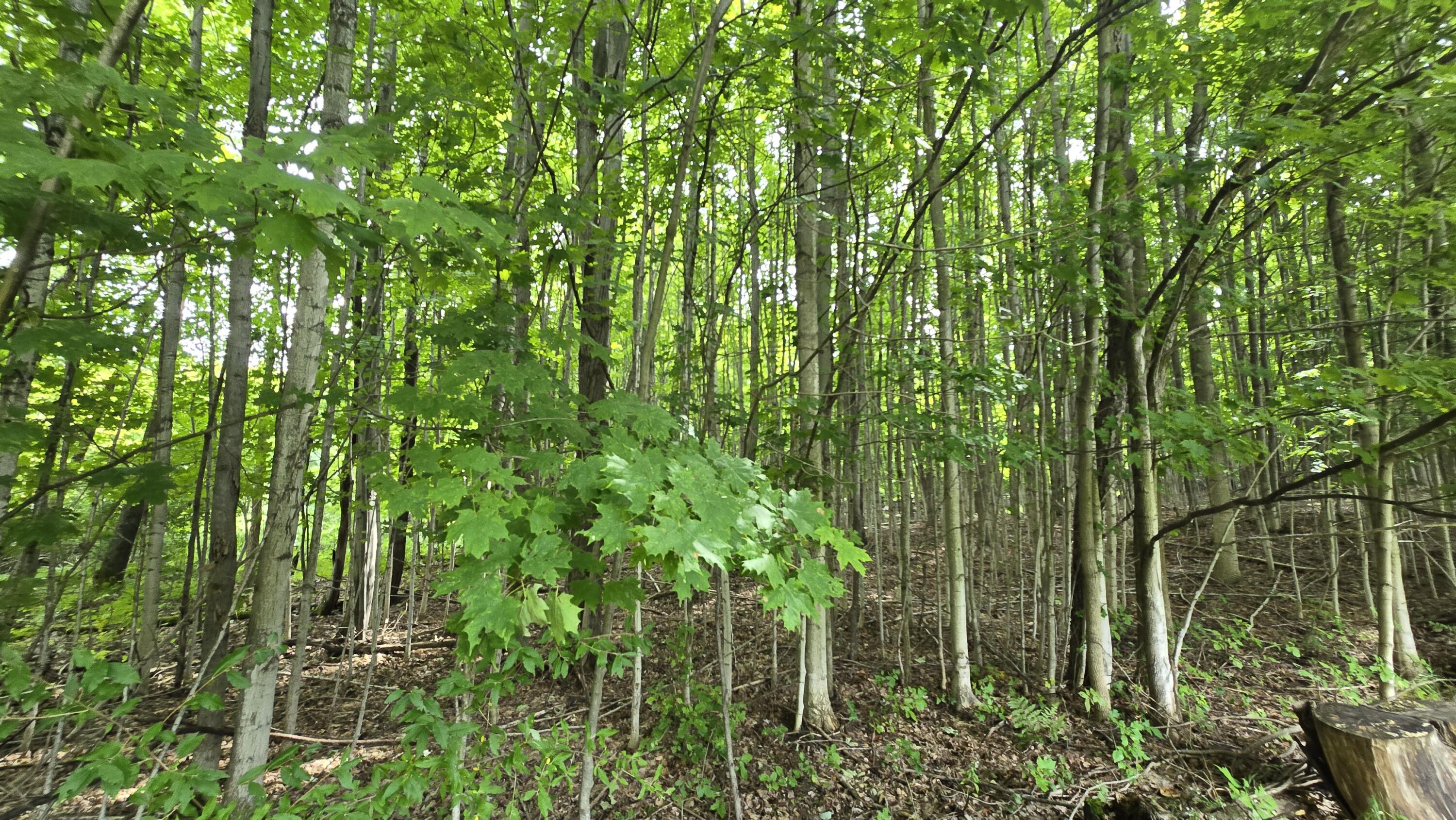 Lumley Road Bear Lake, MI 49614 - Photo 35 of 45 20250910_131041