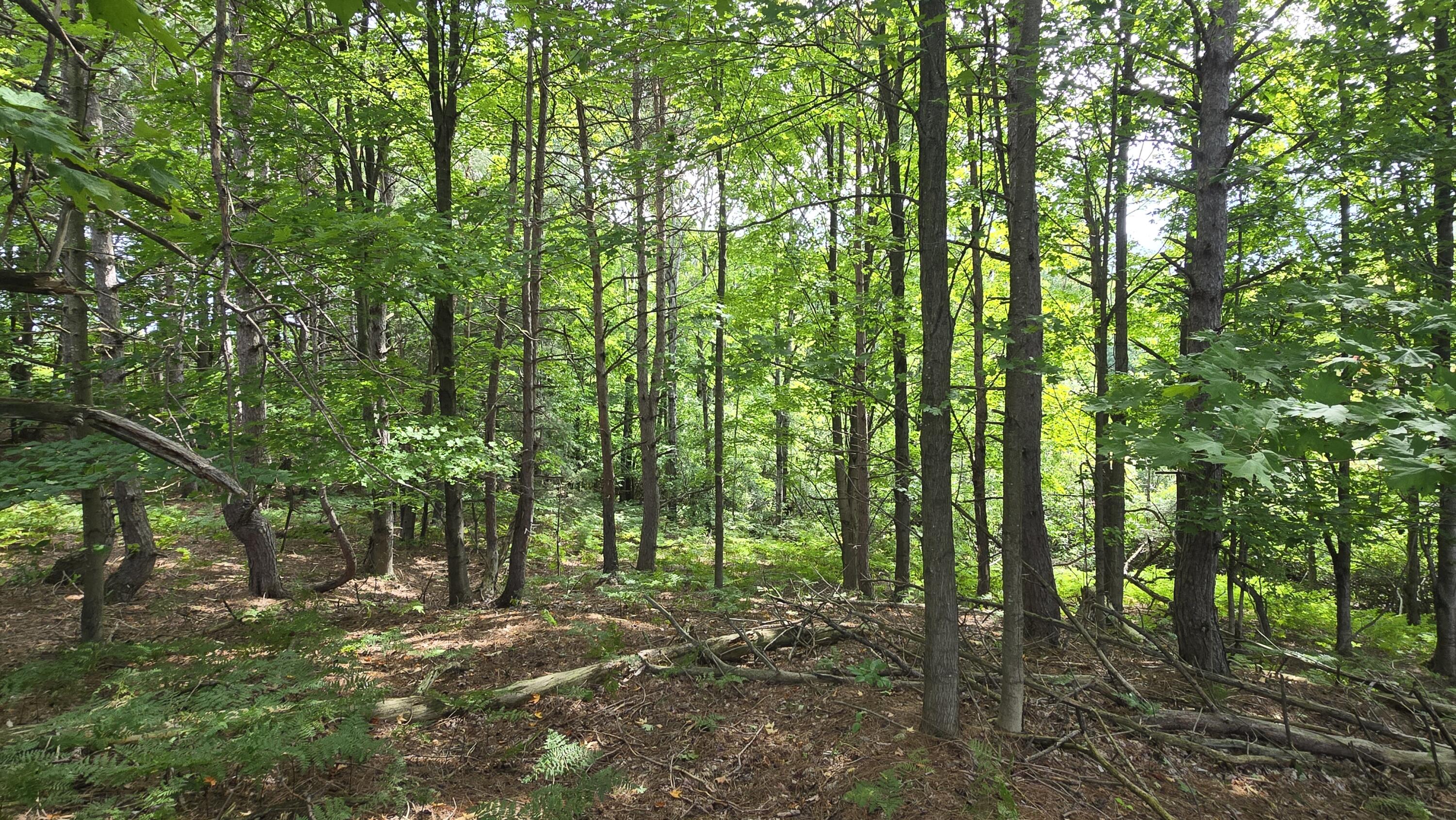 Lumley Road Bear Lake, MI 49614 - Photo 43 of 45 20250910_130329