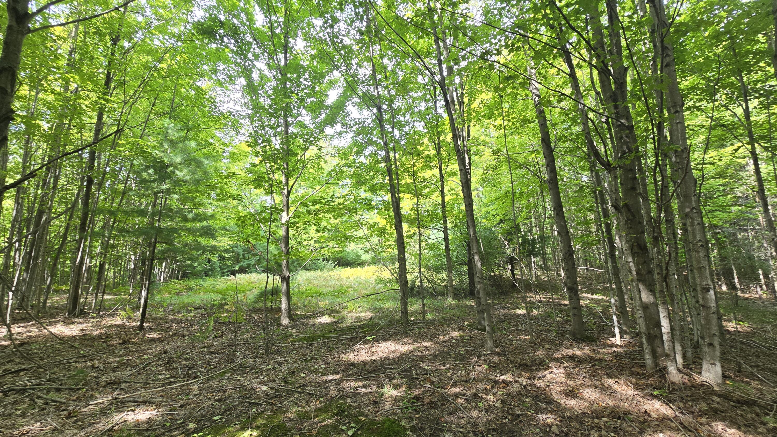 Lumley Road Bear Lake, MI 49614 - Photo 5 of 45 20250910_131439