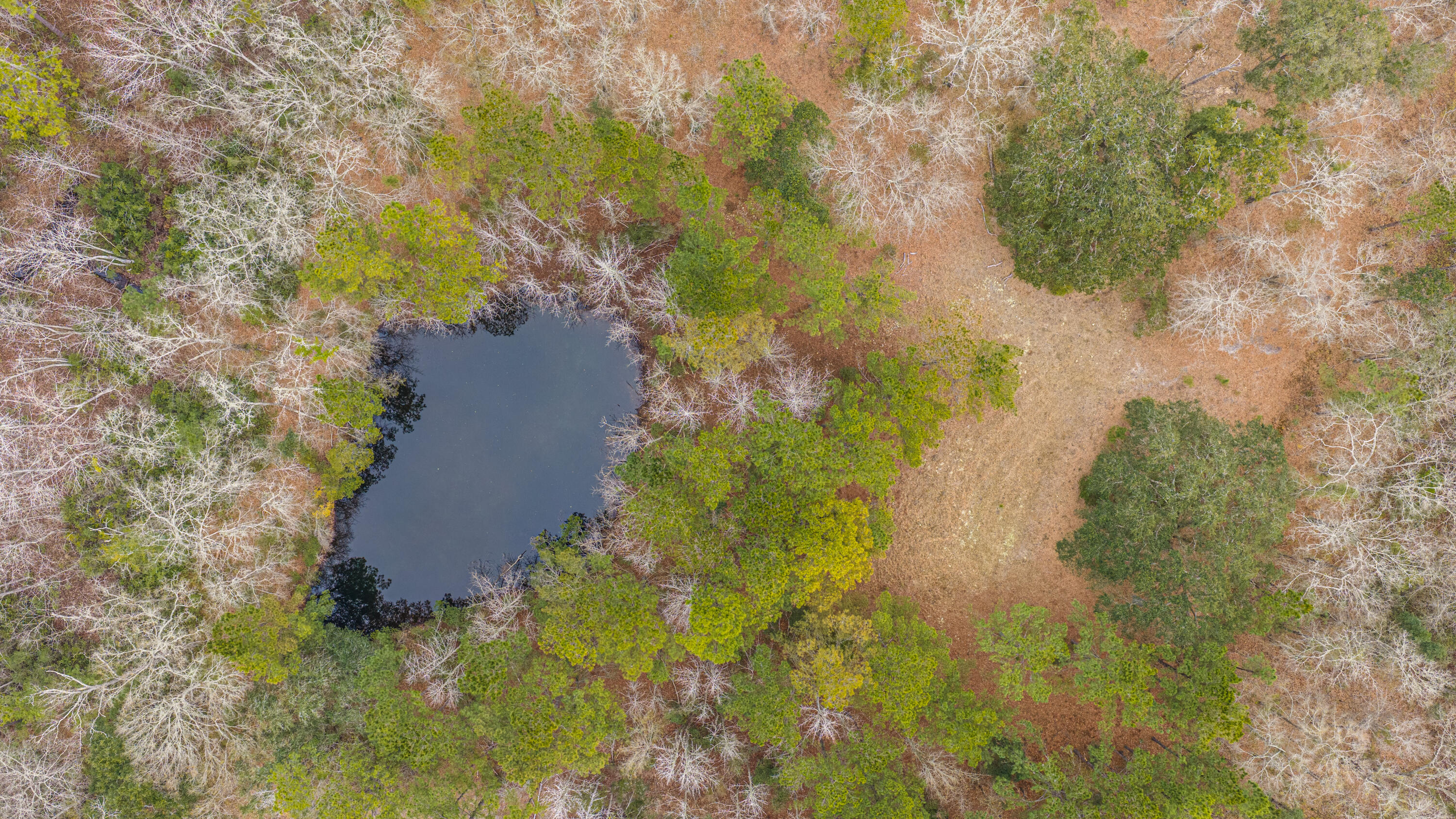 0 Elliott Estates Road Hollywood, SC 29449 - Photo 11 of 26 5553ElliottEstatesRd072