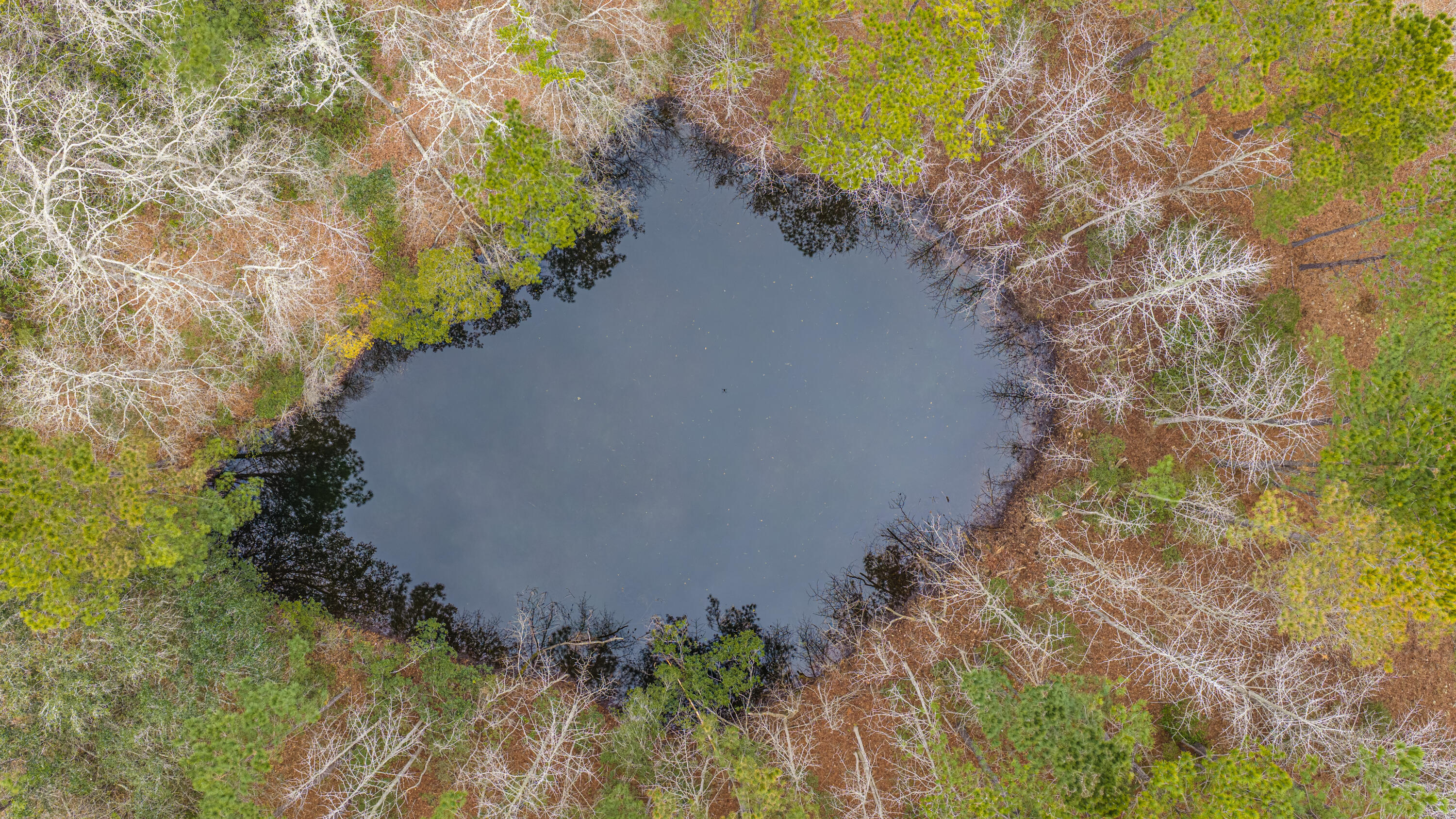 0 Elliott Estates Road Hollywood, SC 29449 - Photo 12 of 26 5553ElliottEstatesRd074