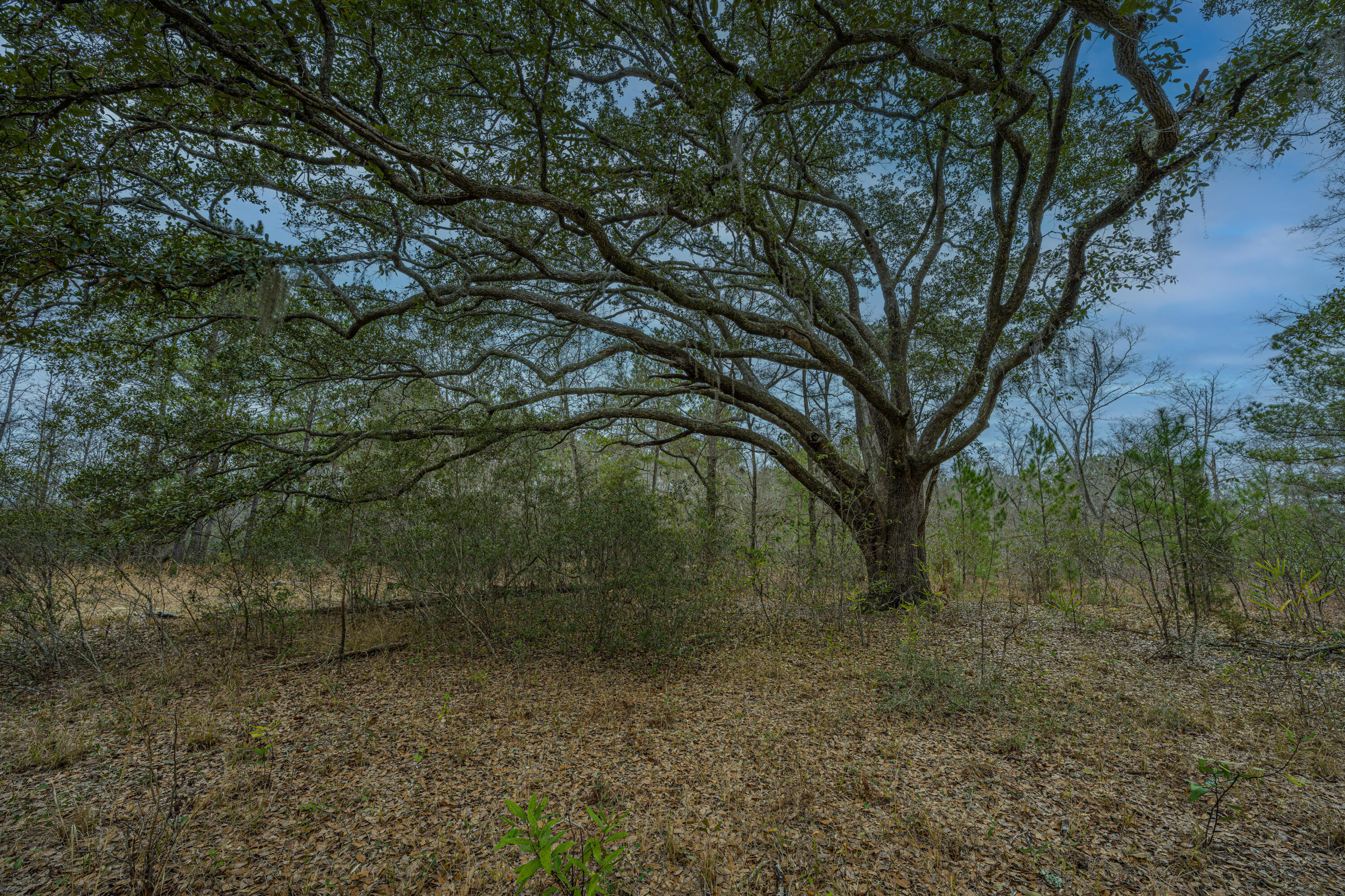 0 Elliott Estates Road Hollywood, SC 29449 - Photo 17 of 26 ElliottEstatesRd013