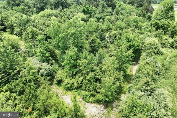 a view of a lush green forest with a tree