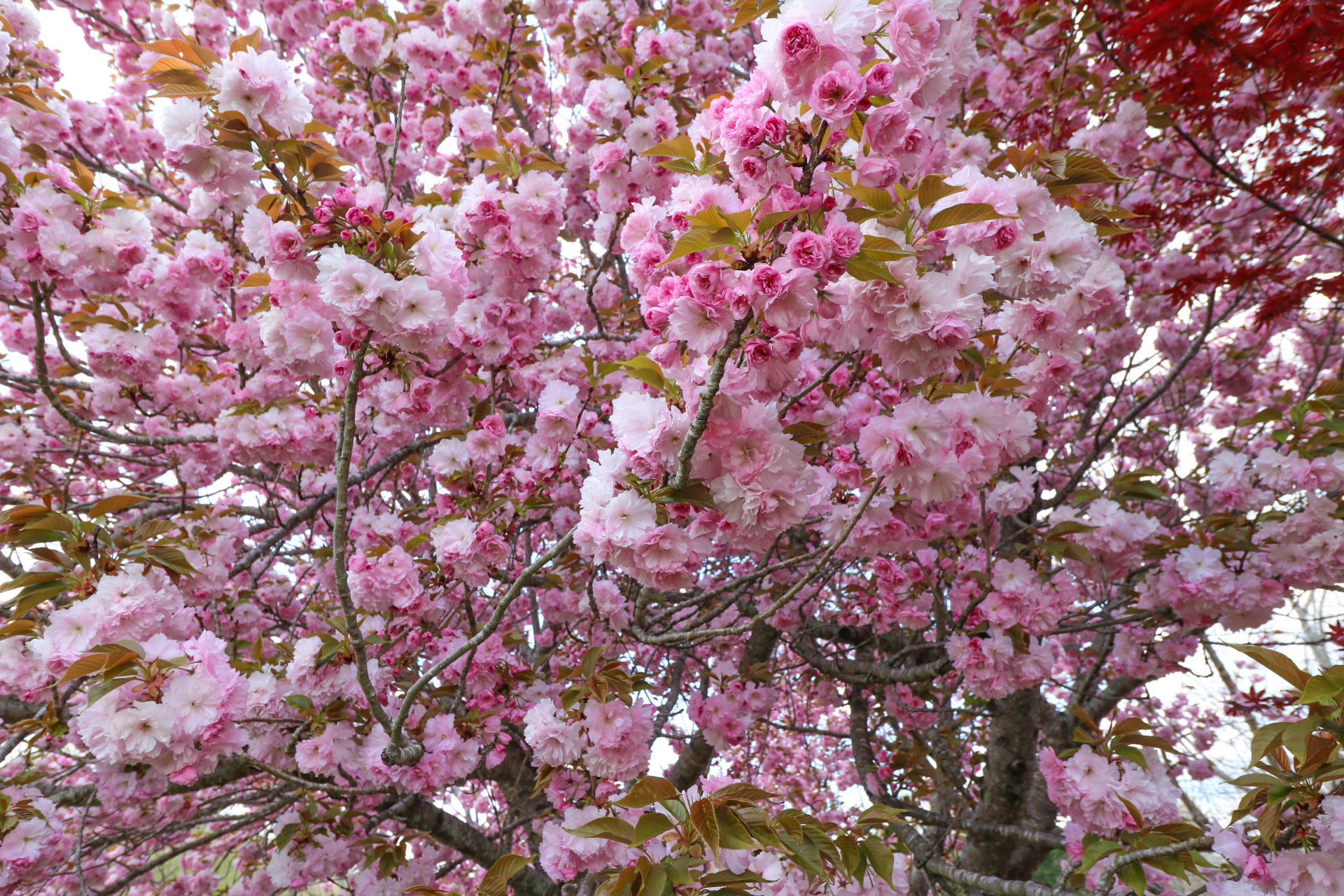 444 Gladstone Wesley Road Science Hill, KY 42553 - Photo 70 of 71 Outside spring photos-14