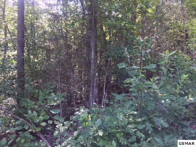 264 Bogard Crk Road Cosby, TN 37722 - Photo 8 of 13