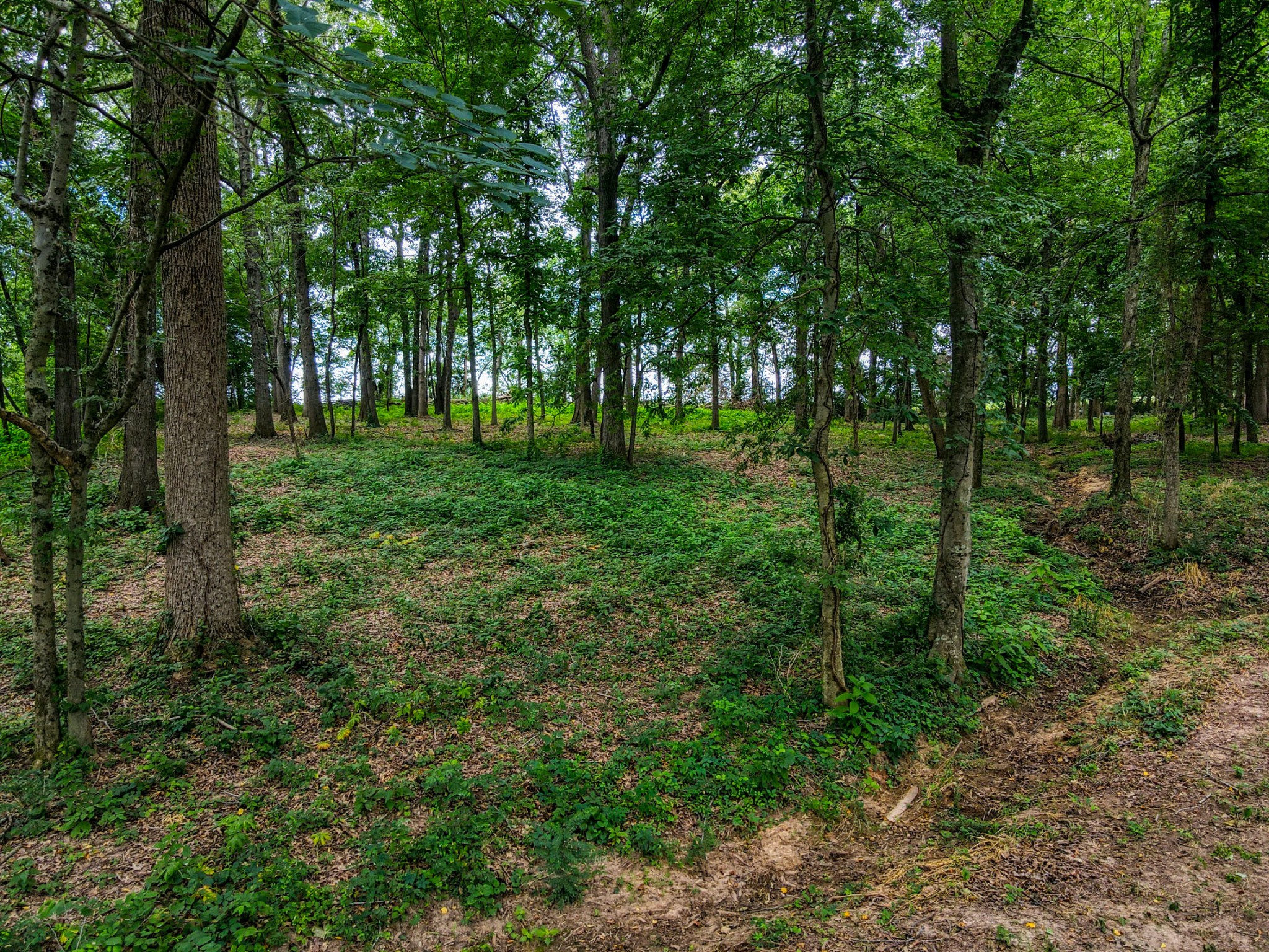 425 Tom Link Road Cottontown, TN 37048 - Photo 50 of 63 a view of a lush green forest