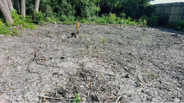 a view of a yard with plants and trees