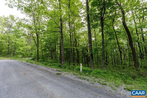 a view of a forest with trees