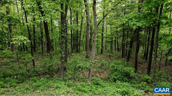 a view of a road with plants and trees