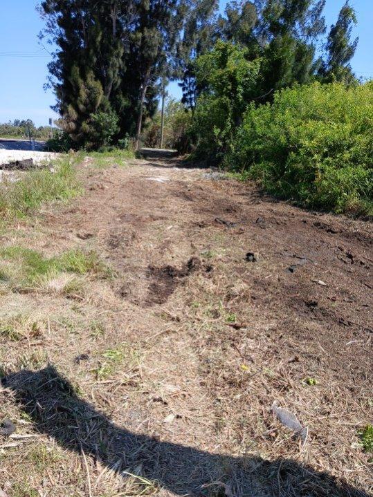 3832 Valkaria Road Malabar, FL 32950 - Photo 4 of 10 a view of a yard with a tree