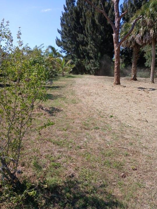 3832 Valkaria Road Malabar, FL 32950 - Photo 8 of 10 a view of side of a yard with trees