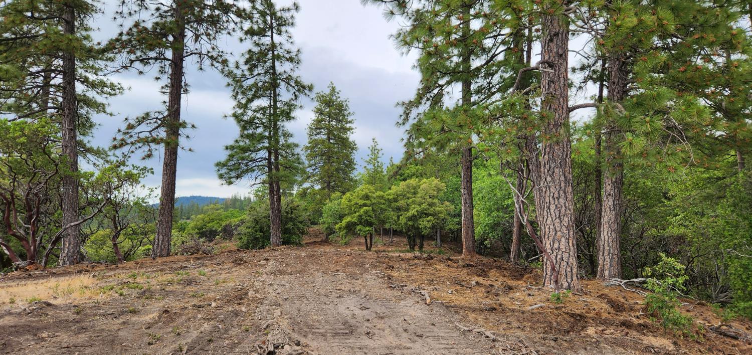 a view of a forest with trees in the background