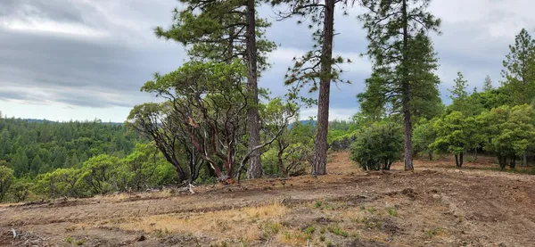 a view of a forest filled with trees