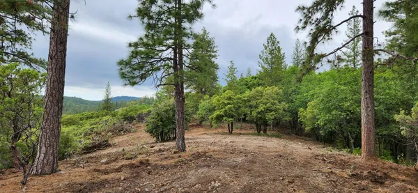a view of a forest with trees in the background