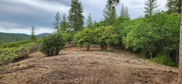 a view of a yard with large trees