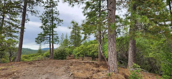 a view of a forest