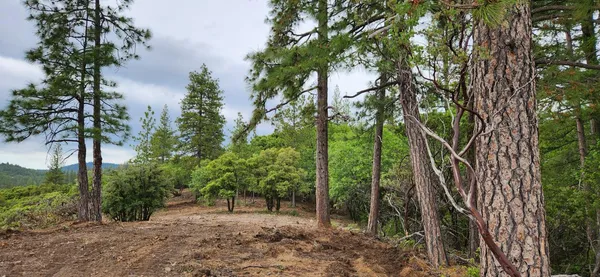 a view of a forest with trees