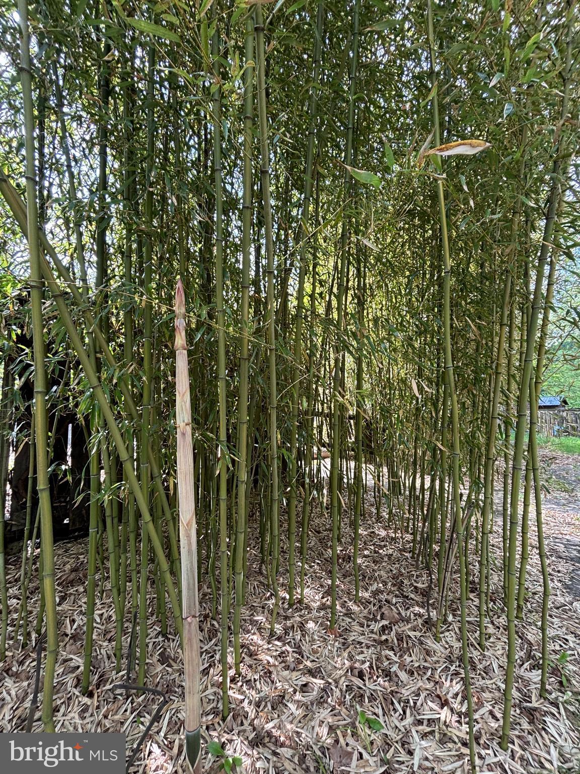 10105 Cottage Inn Lane Northeast Cumberland, MD 21502 - Photo 11 of 20 a view of a garden