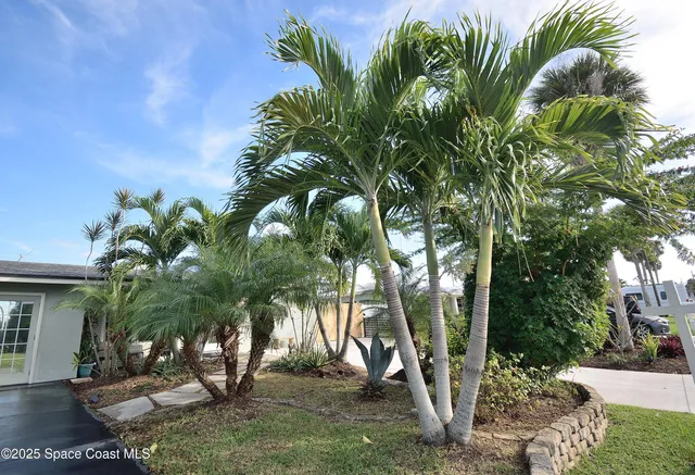 a view of a yard with plants and trees