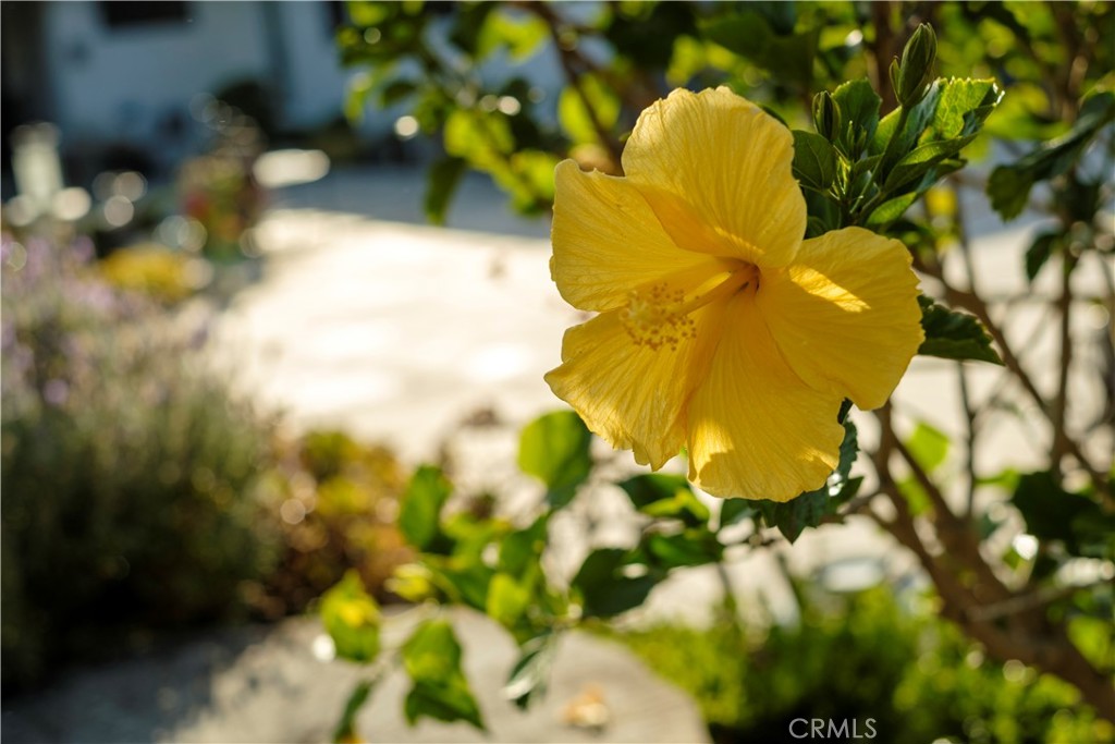 1885 Kashlan Road La Habra Heights, CA 90631 - Photo 33 of 44