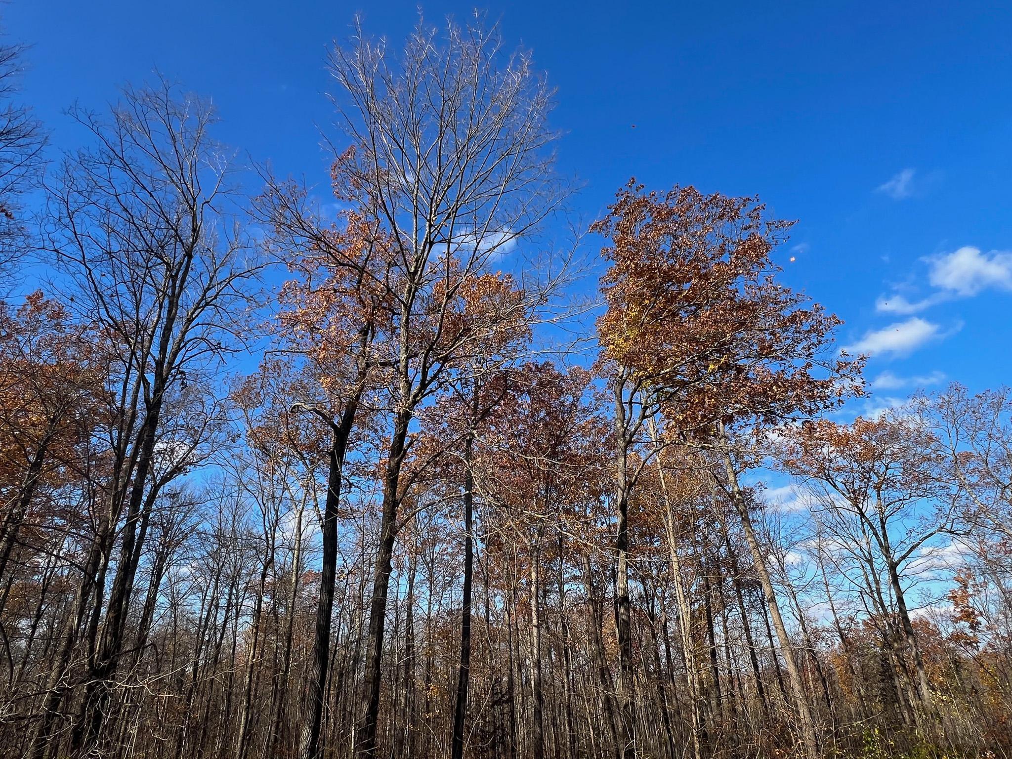 Lot 5 Breakneck Road Birchwood, WI 54817 - Photo 17 of 19