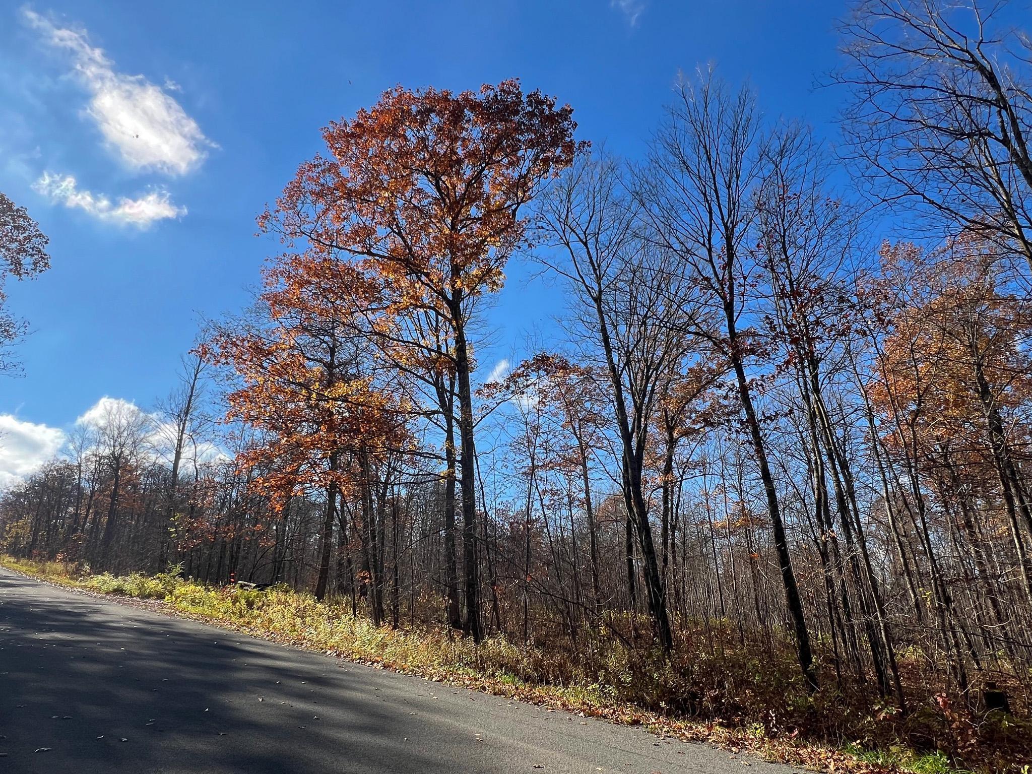 Lot 5 Breakneck Road Birchwood, WI 54817 - Photo 4 of 19