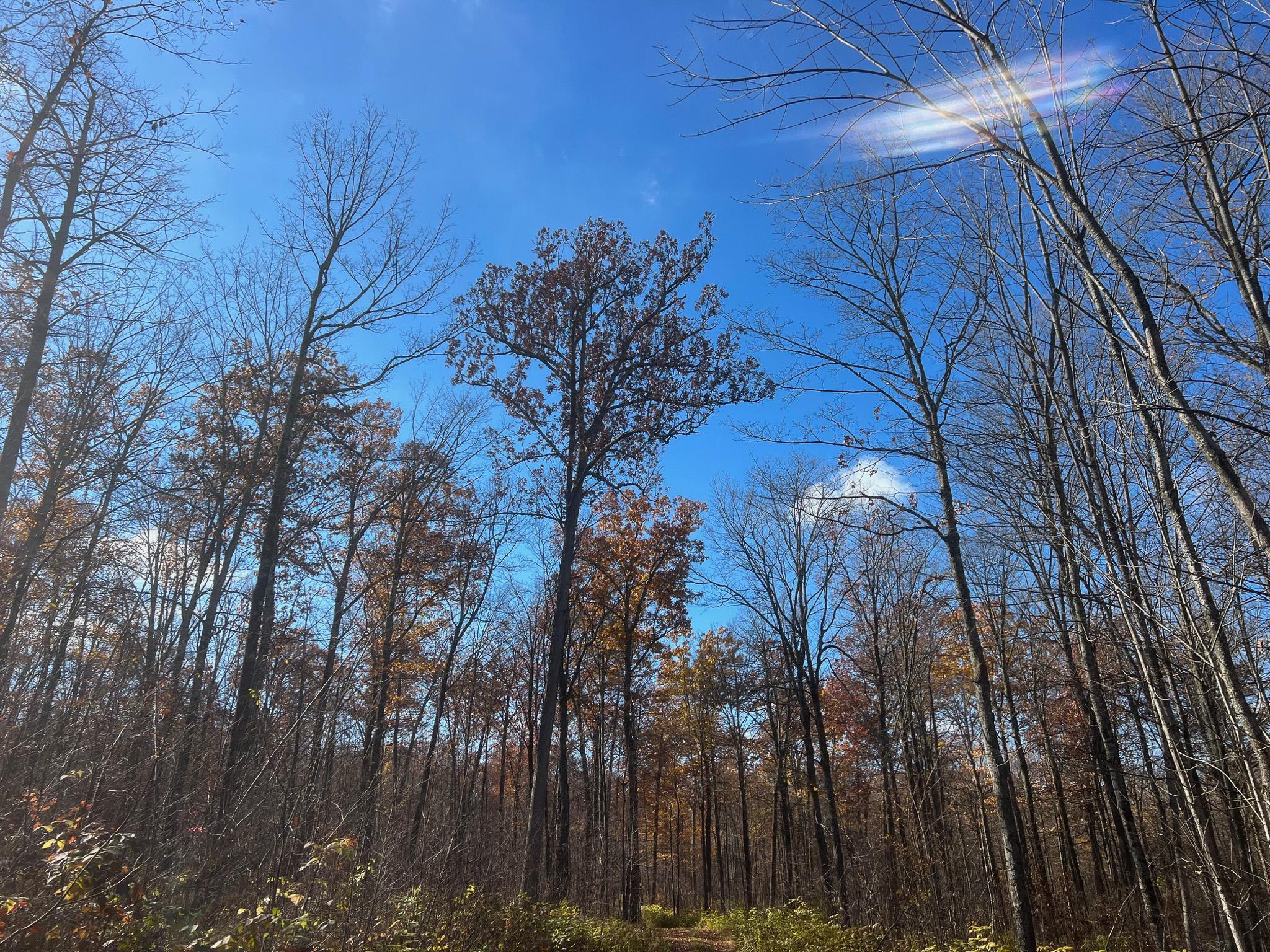 Lot 5 Breakneck Road Birchwood, WI 54817 - Photo 6 of 19