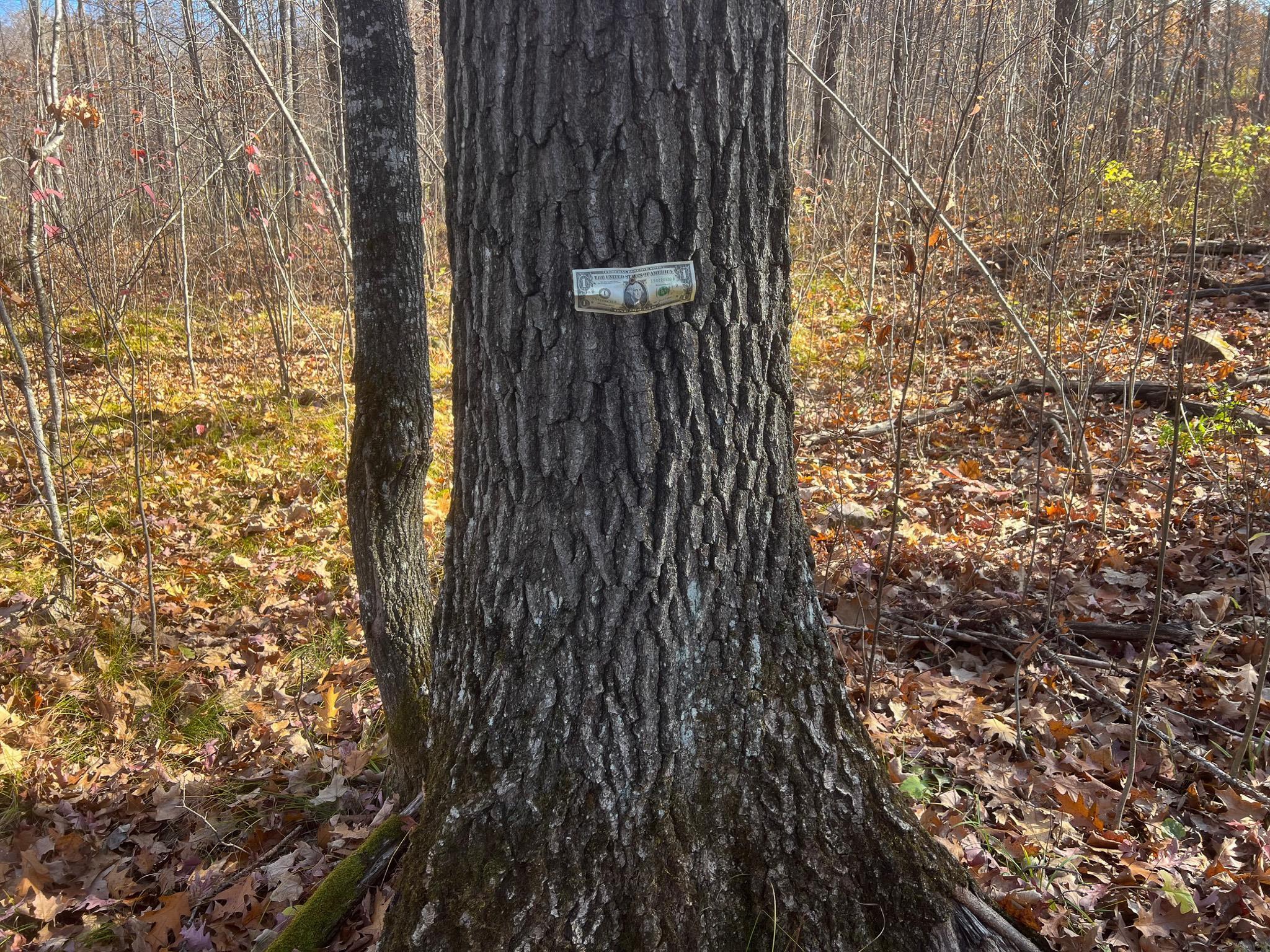 Lot 5 Breakneck Road Birchwood, WI 54817 - Photo 8 of 19