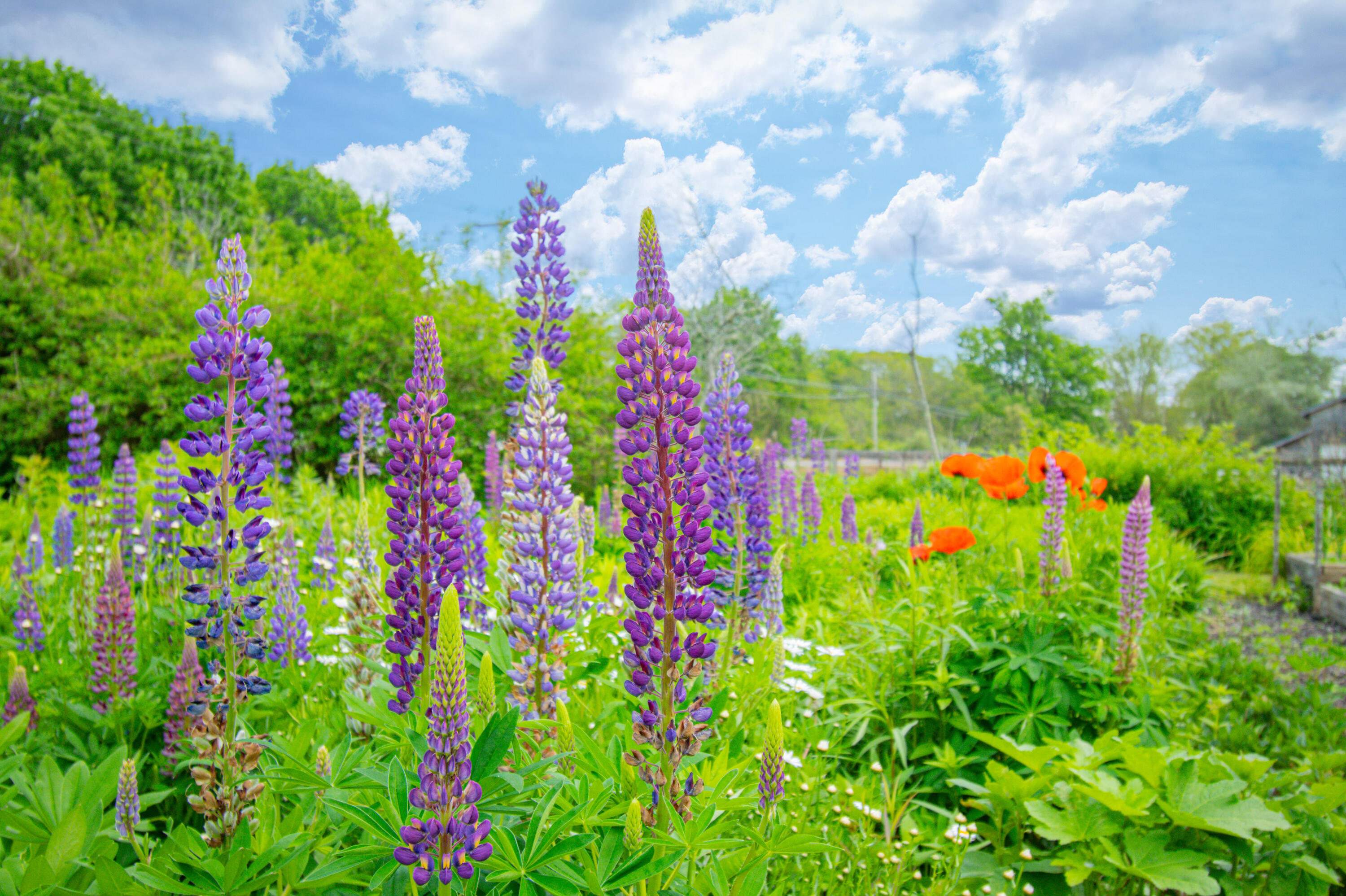 511 Main Road Phippsburg, ME 04562 - Photo 60 of 118 511MainRd.Phippsburg-109
