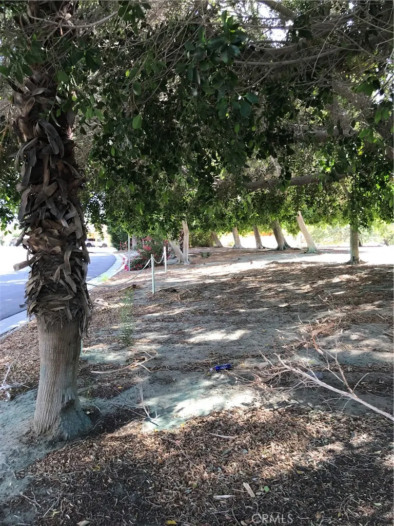 a view of a tree in the middle of a yard