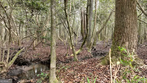 a view of a forest with a tree
