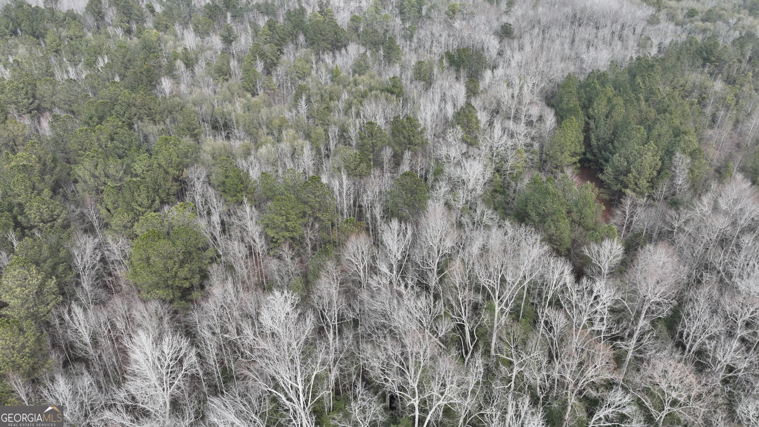 5257 Blume Road Mitchell, GA 30820 - Photo 13 of 14 a view of a forest with a tree