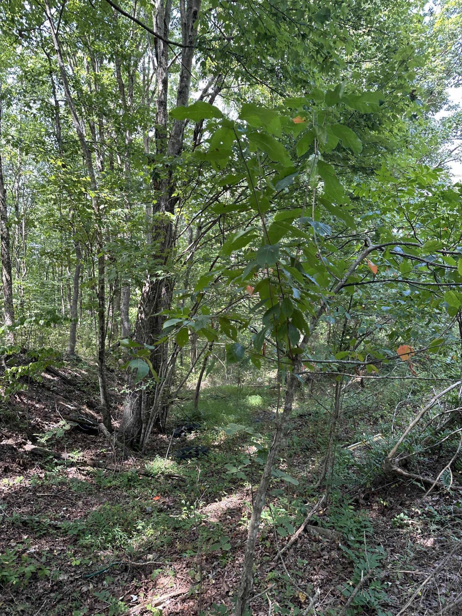 1 Flat Branch Road Tracy City, TN 37387 - Photo 3 of 7 IMG_8828