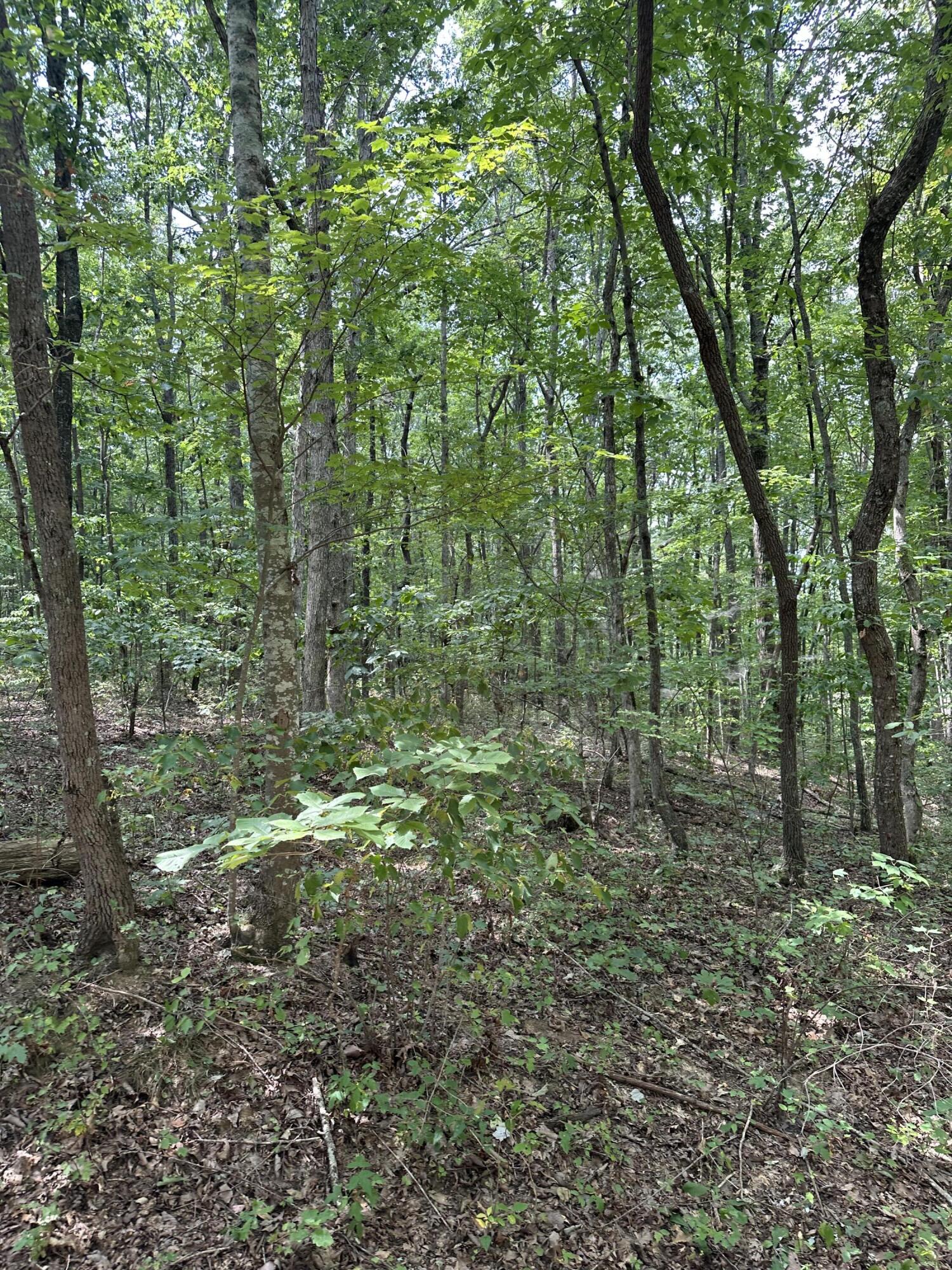 1 Flat Branch Road Tracy City, TN 37387 - Photo 5 of 7 IMG_8830