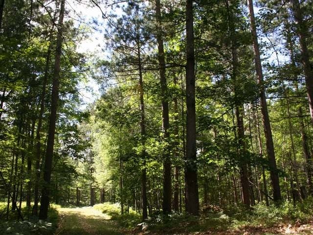 On On Buckatabon Road Eagle River, WI 54521 - Photo 12 of 15 Gallery Image 12