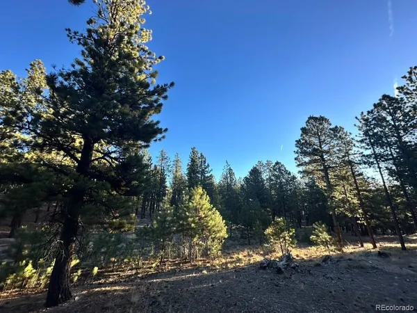 a view of a tree in a yard with large trees