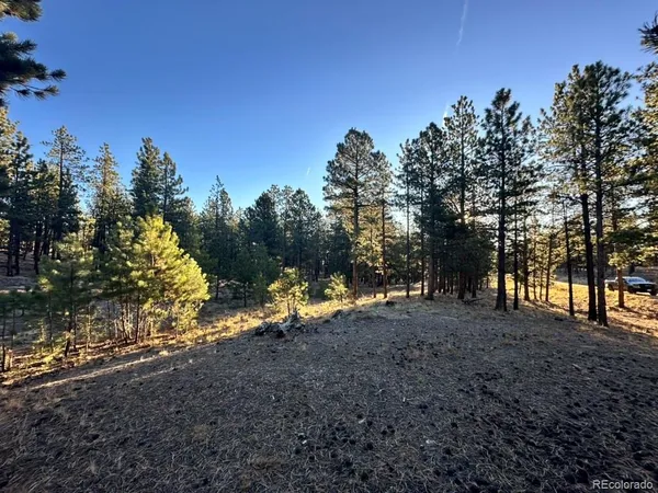 a view of dirt yard with a tree