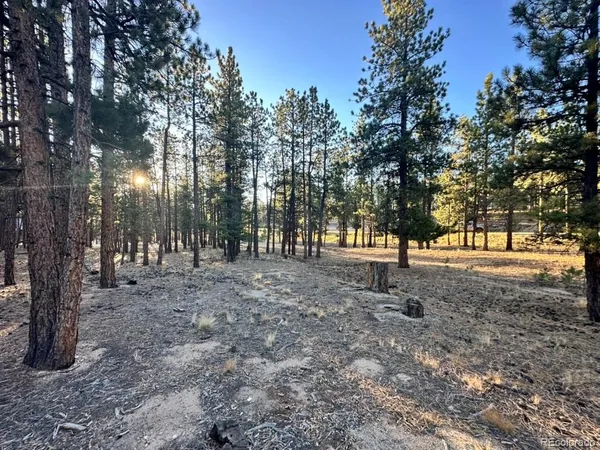 a view of trees with trees