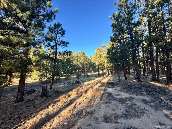 a view of a forest with trees