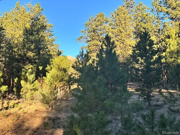 a view of a tree