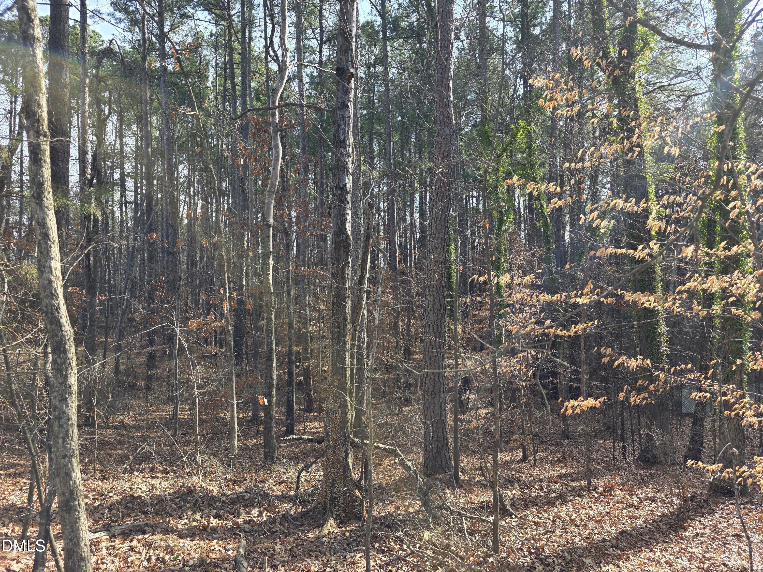 906 Ardmore Drive Durham, NC 27713 - Photo 1 of 3 a view of a forest